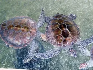 Kosgoda Turtle Hatchery