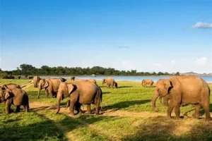 Lahugala–Kitulana National Park