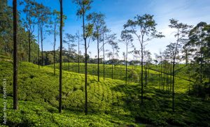 Loolkandura Tea Estate