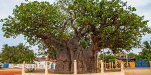 Mannar Baobab Tree