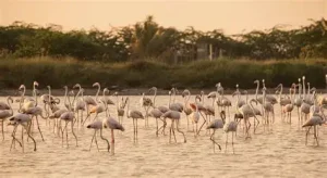 Mannar Island