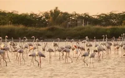 Mannar Island