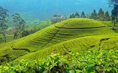 Nuwara Eliya 1