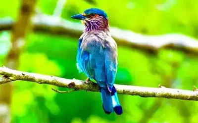 SriLanka Bird watching