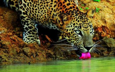 Wilpattu National Park 1