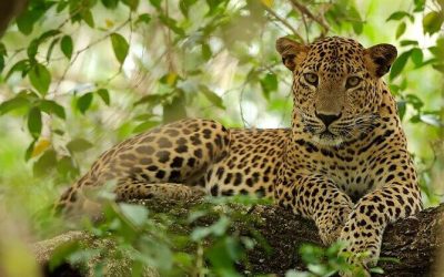 Wilpattu National Park 2