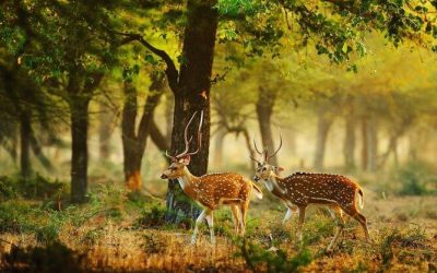 Wilpattu National Park