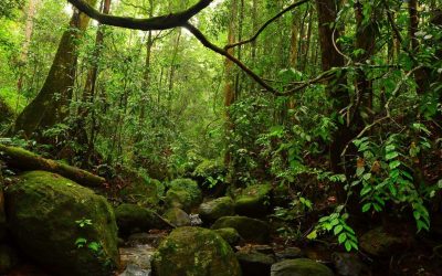 sinharaja sri lanka tourism