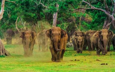 udawalawa sri lanka tourism
